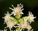 White goldenrod